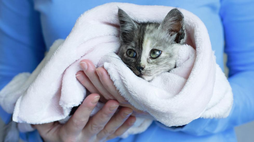 small-kitten-wrapped-in-blanket